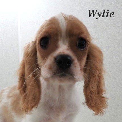 puppy, for, sale, Cockilear, Joe & Cherri  Overlease, dog, breeder, Miller, MO, dog-breeder, puppy-for-sale, forsale, nearby, find, puppyfind, locator, puppylocator, aca